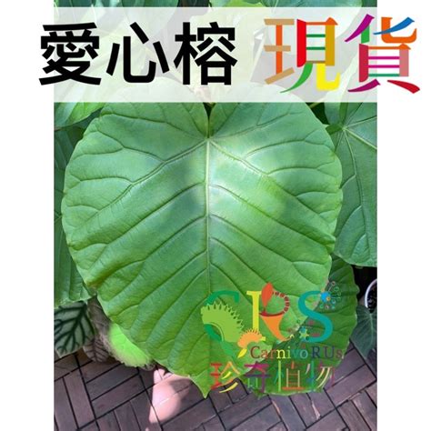 愛心榕|Ficus umbellata 愛心榕